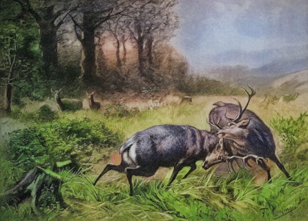 Fighting Stags In The Rut