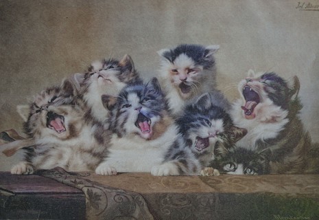 6 Kittens Yawning