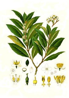 Medicinal Plant