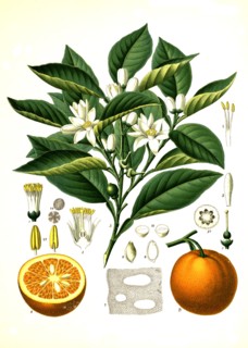Medicinal Plant