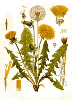 Medicinal Plant