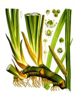 Medicinal Plant
