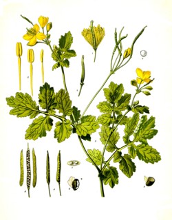 Medicinal Plant