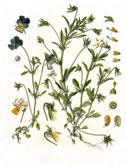 Medicinal Plant