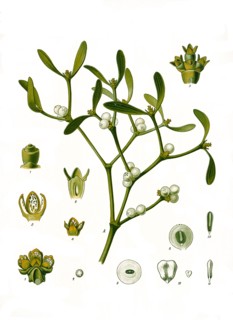 Medicinal Plant