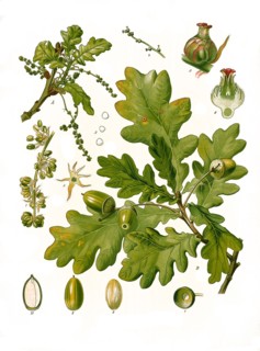 Medicinal Plant