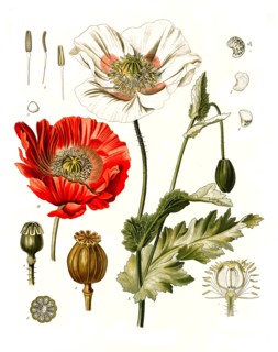 Medicinal Plant