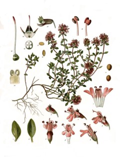 Medicinal Plant