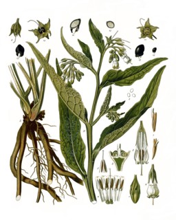 Medicinal Plant