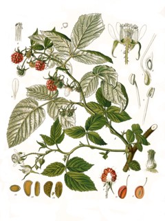 Medicinal Plant