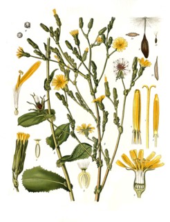 Medicinal Plant