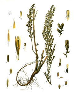 Medicinal Plant