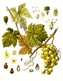 Medicinal Plant