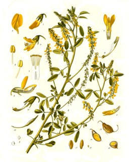 Medicinal Plant