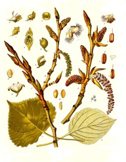 Medicinal Plant