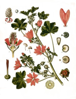 Medicinal Plant