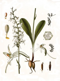 Medicinal Plant