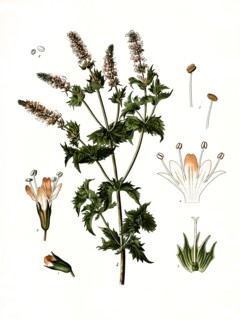 Medicinal Plant
