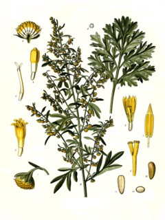 Medicinal Plant