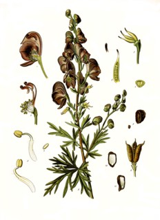 Medicinal Plant