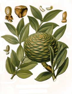 Medicinal Plant