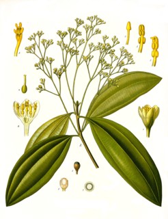 Medicinal Plant