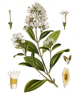 Medicinal Plant