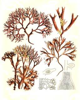 Medicinal Plant