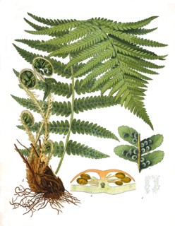 Medicinal Plant