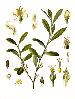 Medicinal Plant