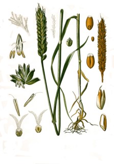 Medicinal Plant