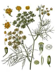 Medicinal Plant
