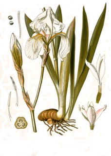 Medicinal Plant