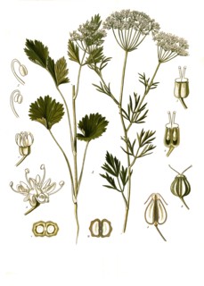 Medicinal Plant