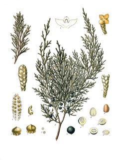 Medicinal Plant