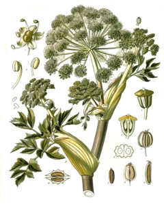 Medicinal Plant
