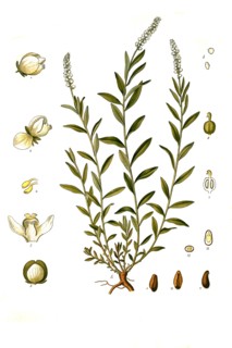 Medicinal Plant