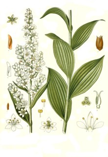 Medicinal Plant