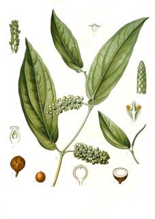Medicinal Plant