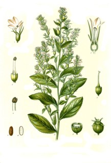 Medicinal Plant