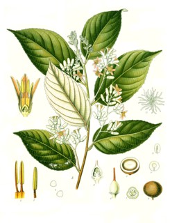 Medicinal Plant