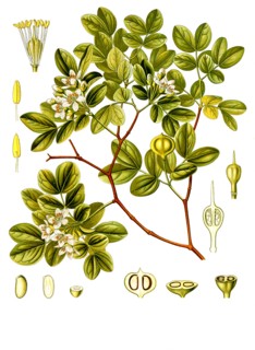 Medicinal Plant