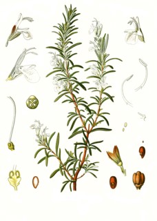 Medicinal Plant