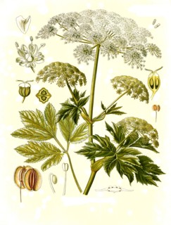 Medicinal Plant