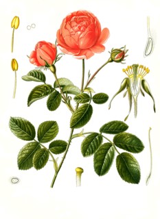 Medicinal Plant