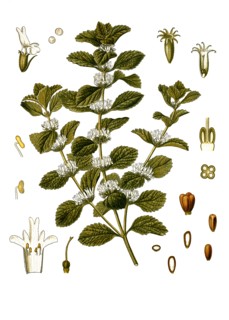 Medicinal Plant
