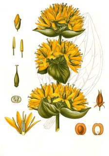 Medicinal Plant