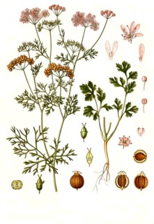 Medicinal Plant