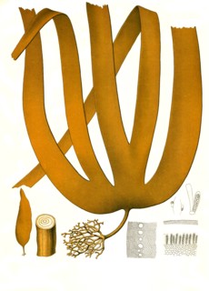 Medicinal Plant
