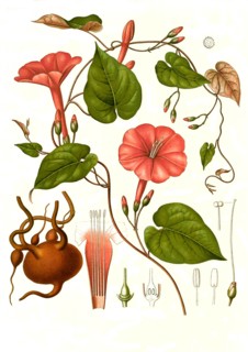 Medicinal Plant